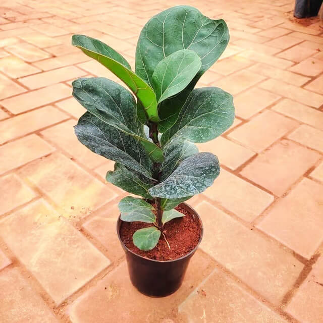 Bush Fiddle Leaf Fig Seeds