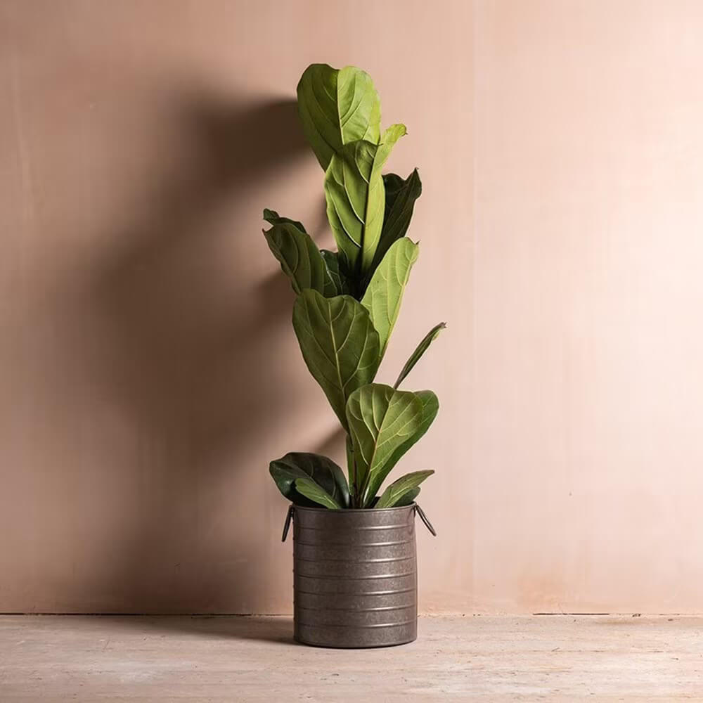 Bush Fiddle Leaf Fig Seeds