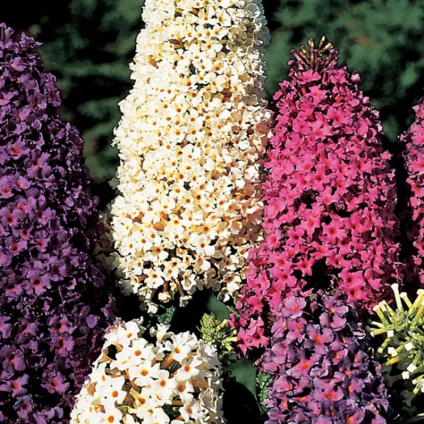 Butterfly Bush Seeds - Mixed Colors
