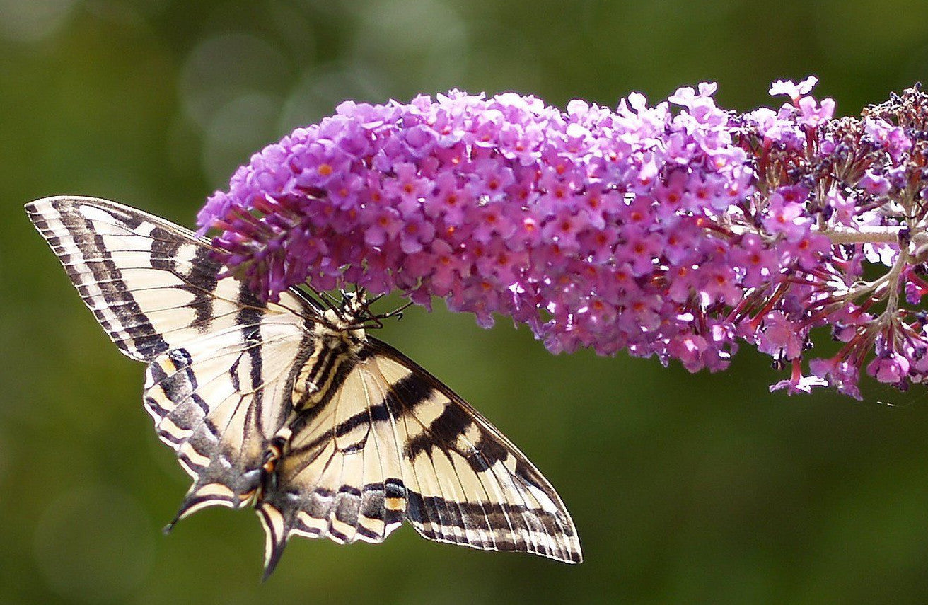 Butterfly Bush Seeds - Mixed Colors
