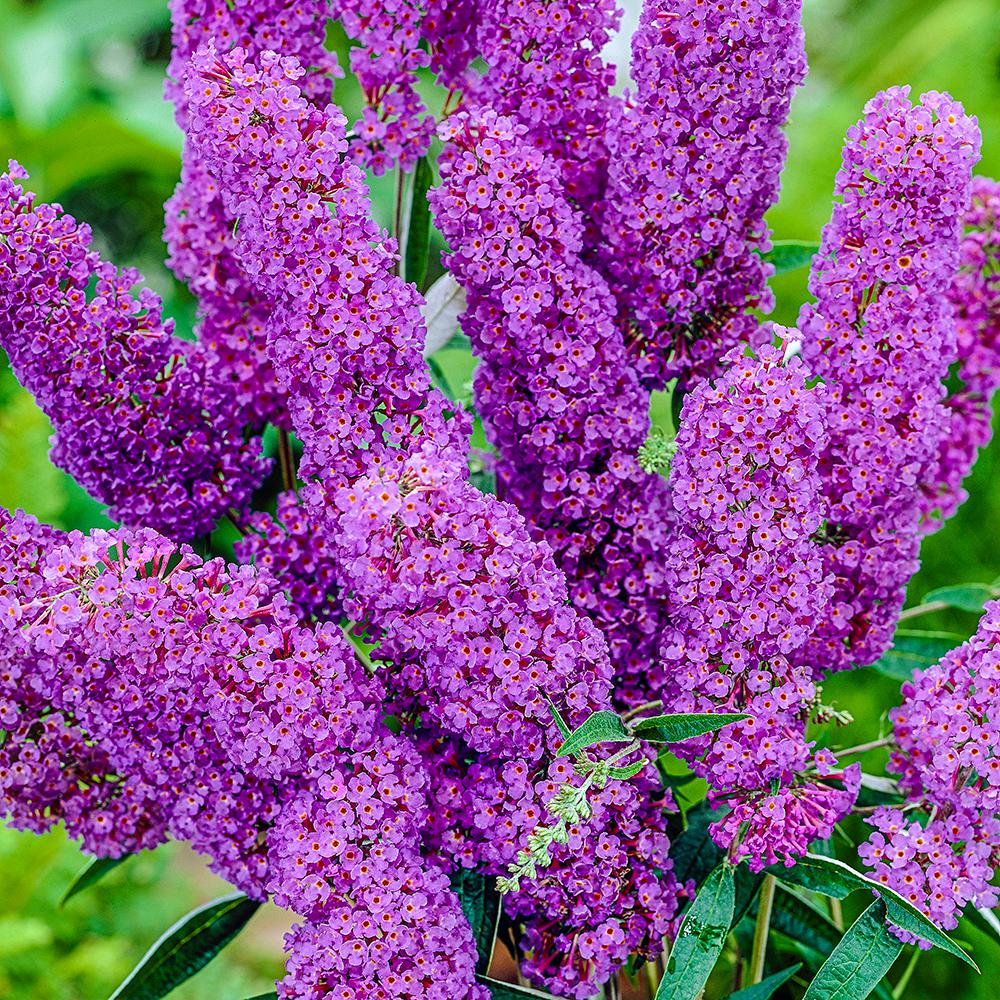 Butterfly Bush Seeds – Nanho Blue
