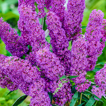 Butterfly Bush Seeds – Nanho Blue
