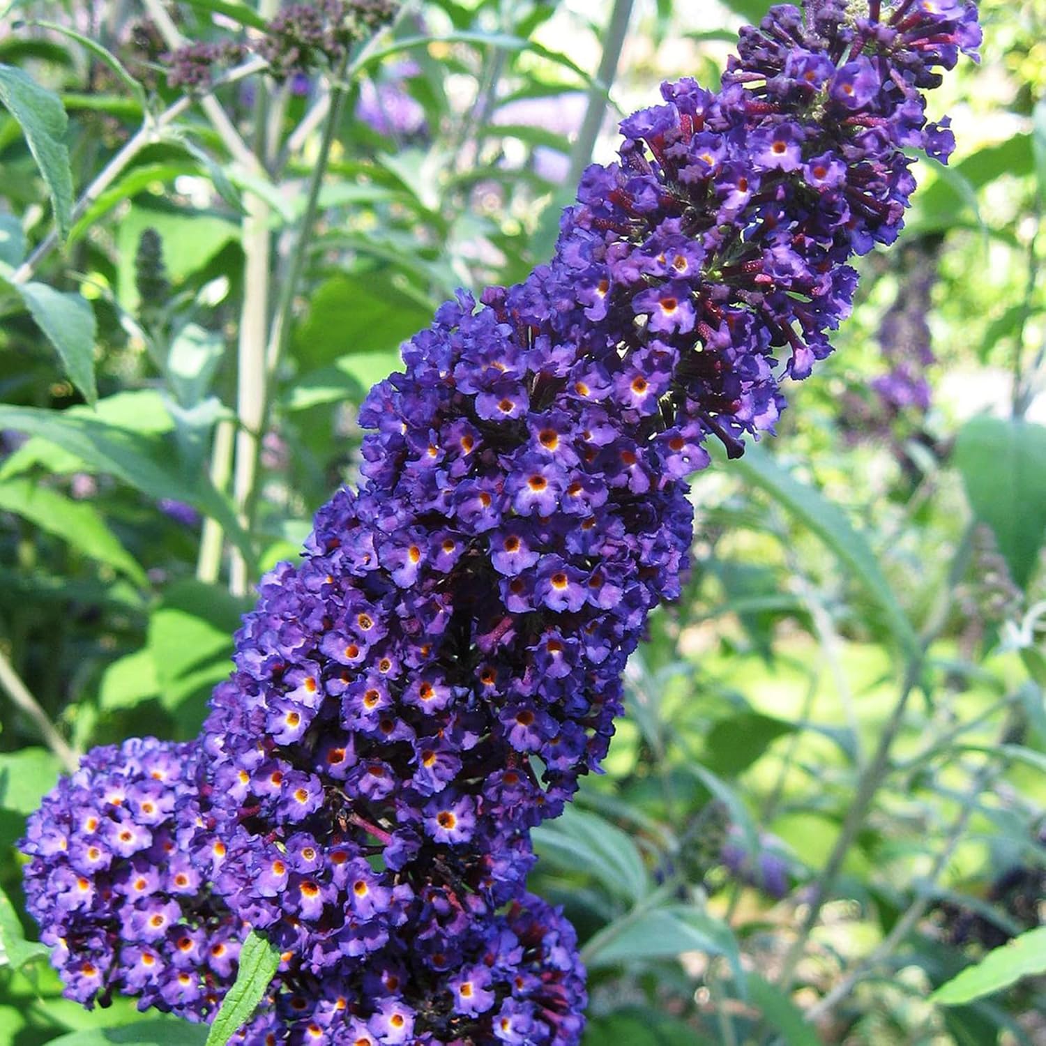 Butterfly Bush Seeds – Purple
