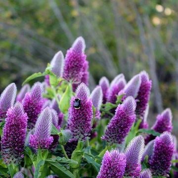 Butterfly Bush Seeds