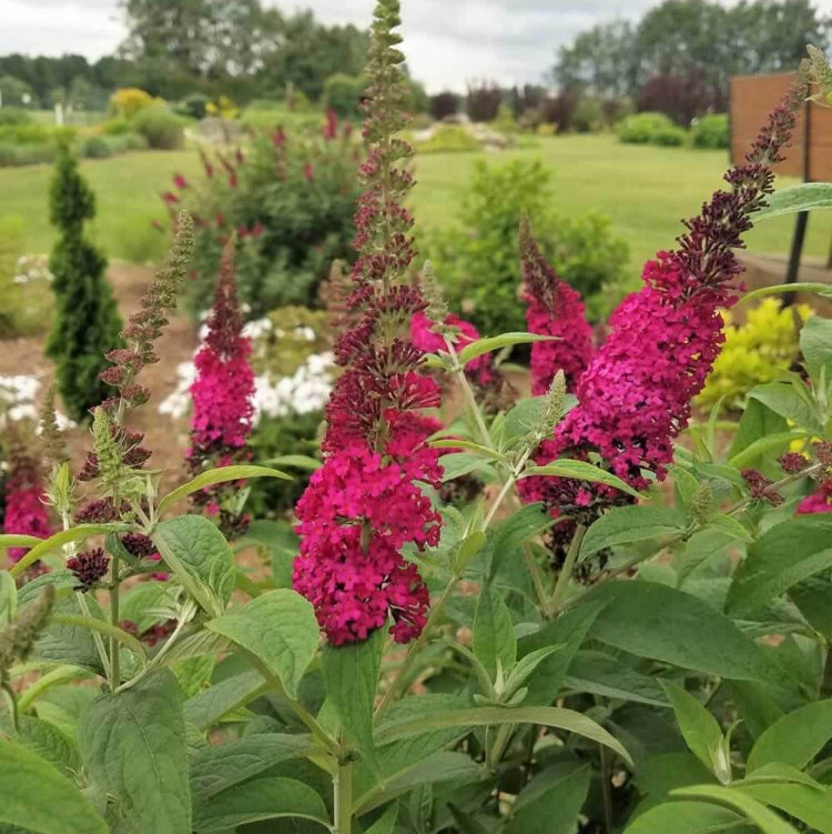 Butterfly Bush Seeds
