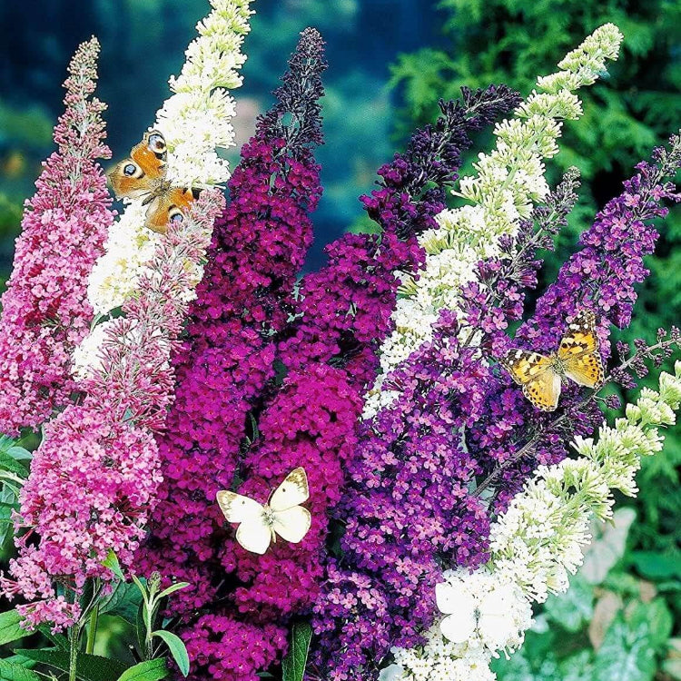 Butterfly Bush Seeds