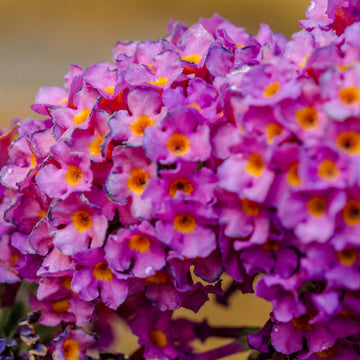 Butterfly Bush Seeds - Mixed Colors
