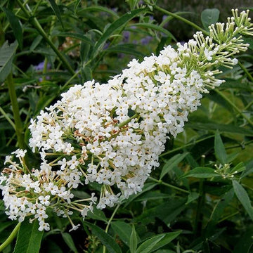 Butterfly Bush Seeds – White Buddleia Davidii
