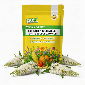 Butterfly Bush Seeds – White Buddleia Davidii