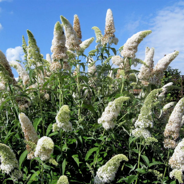 Butterfly Bush Seeds – White
