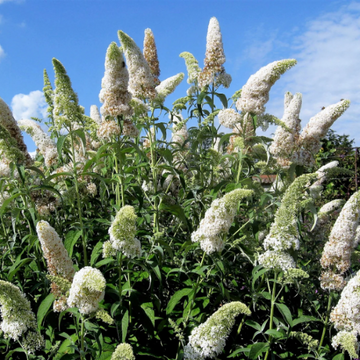 Butterfly Bush Seeds – White
