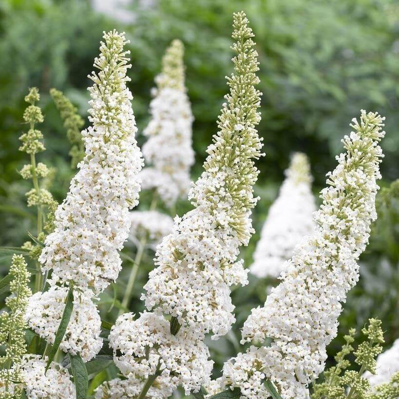 Butterfly Bush Seeds – White Buddleia Davidii
