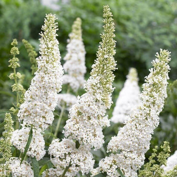 Butterfly Bush Seeds – White Buddleia Davidii
