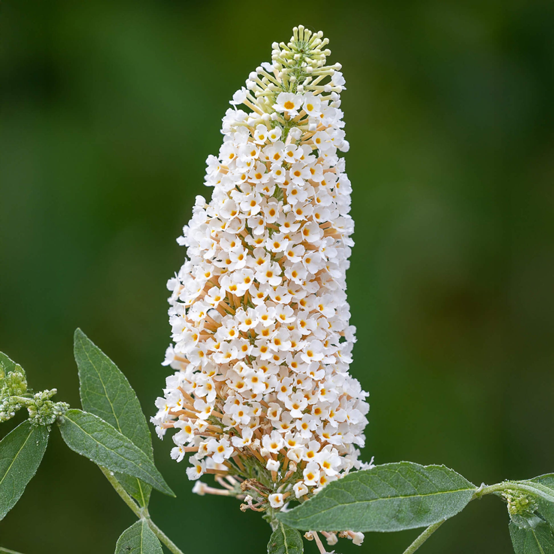 Butterfly Bush Seeds – White Buddleia Davidii
