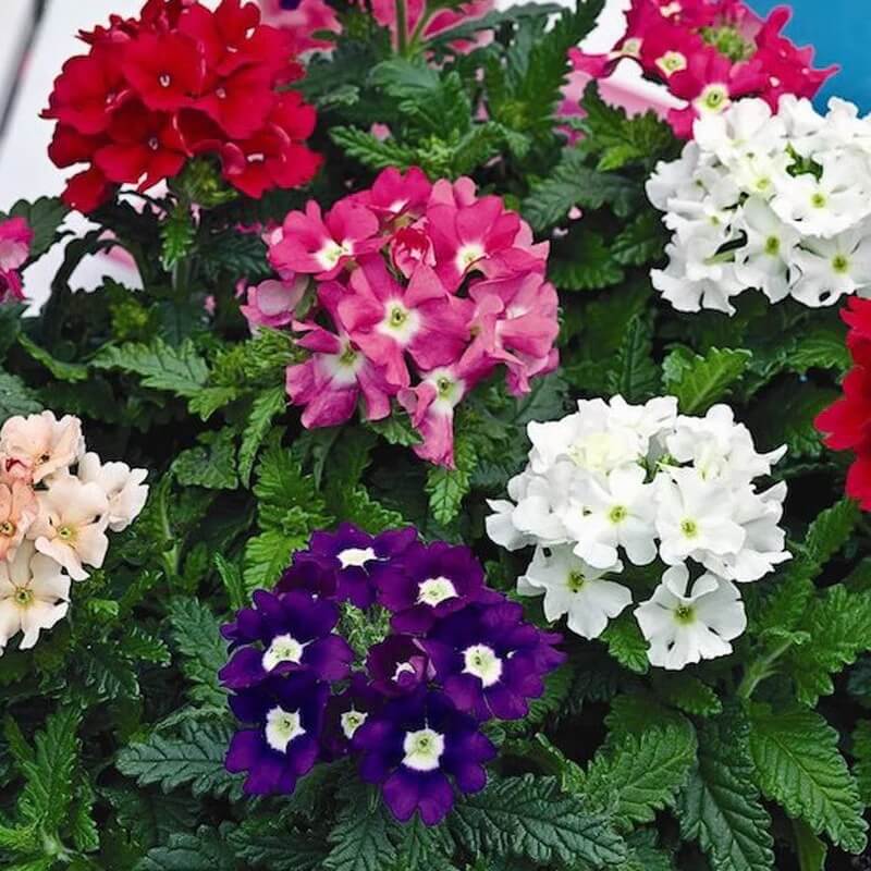 Butterfly Garden Kit