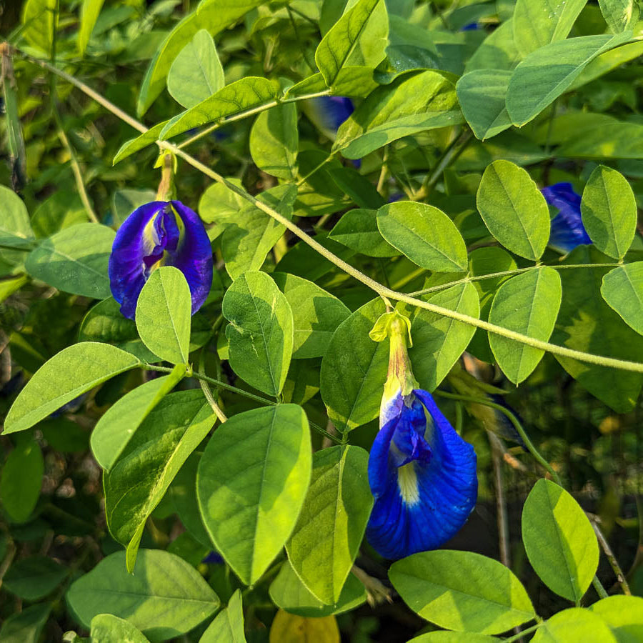 Butterfly Pea Seeds – Blue Climbing Vine

