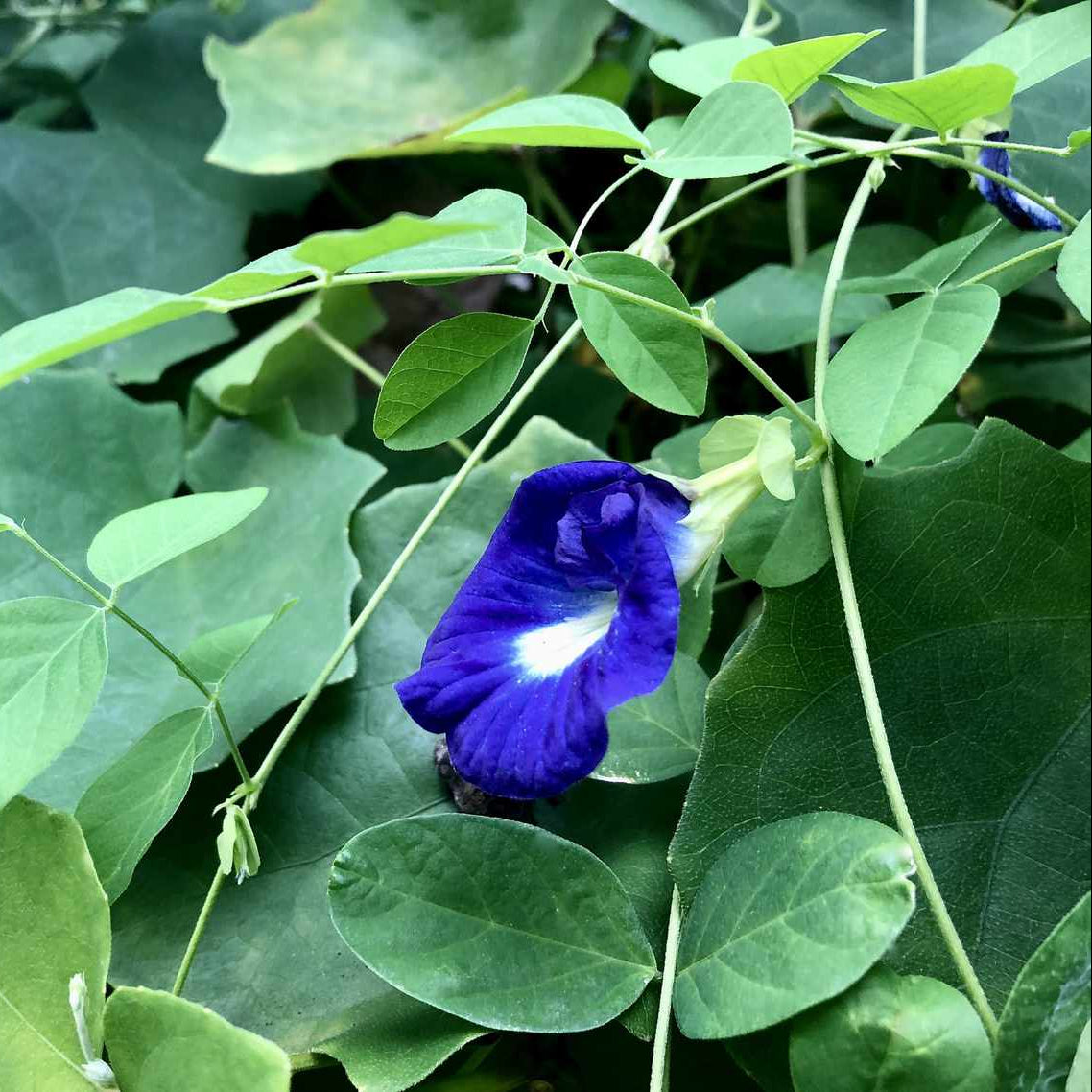 Butterfly Pea Seeds – Blue Climbing Vine
