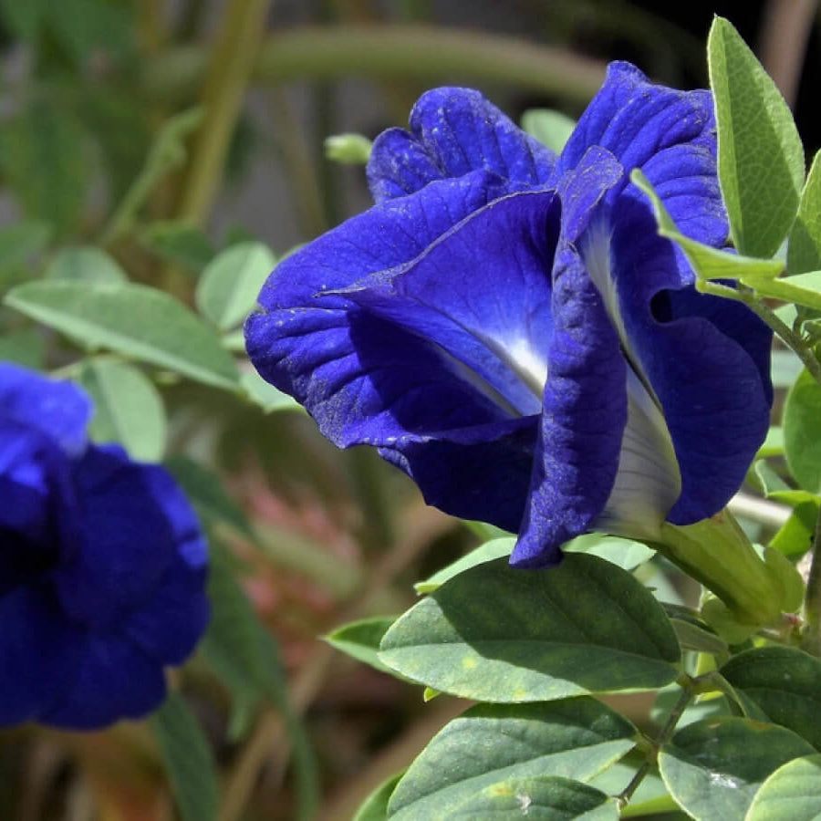 Butterfly Pea Seeds – Clitoria Ternatea
