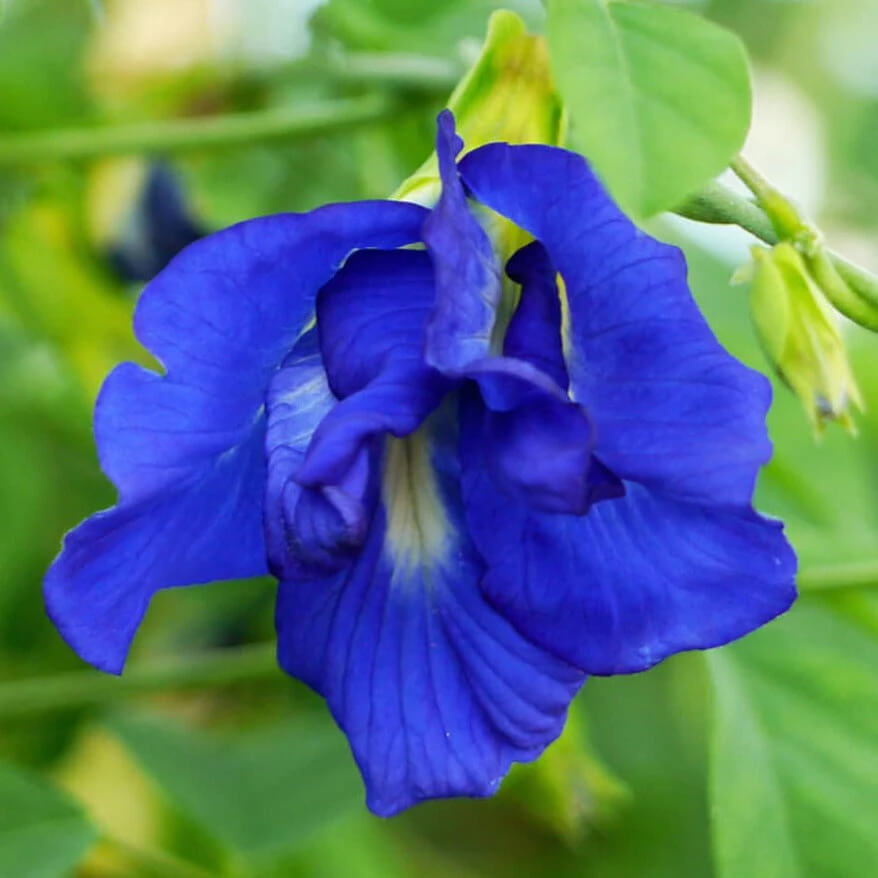 Butterfly Pea Seeds – Clitoria Ternatea
