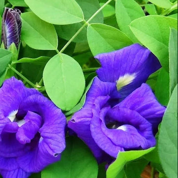 Butterfly Pea Seeds – Purple
