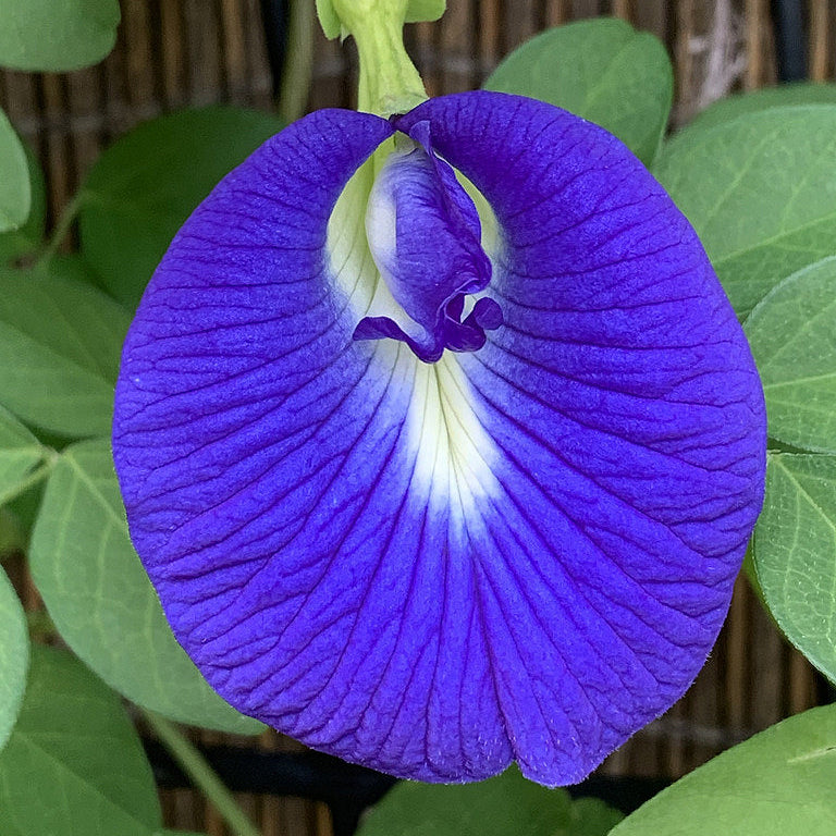 Butterfly Pea Seeds – Purple
