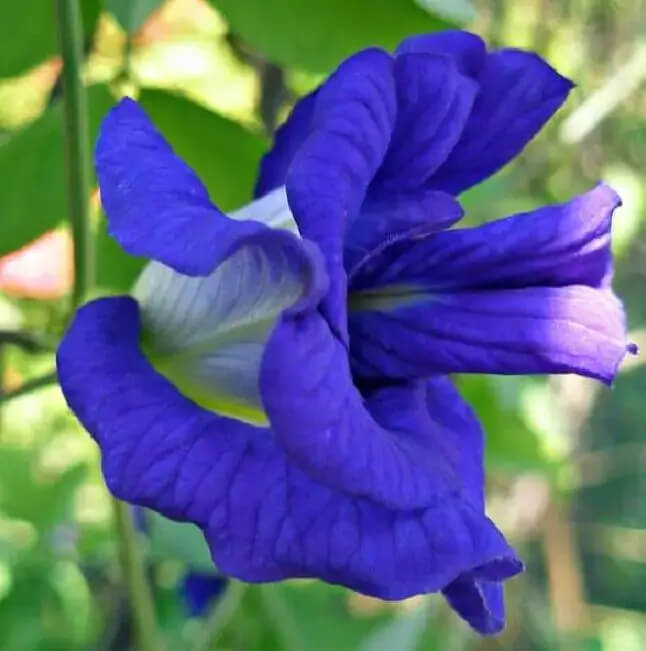 Butterfly Pea Seeds – Clitoria Ternatea
