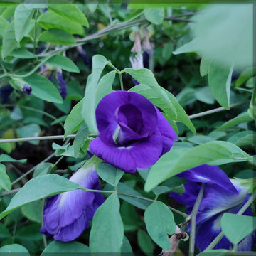 Butterfly Pea Seeds – Purple
