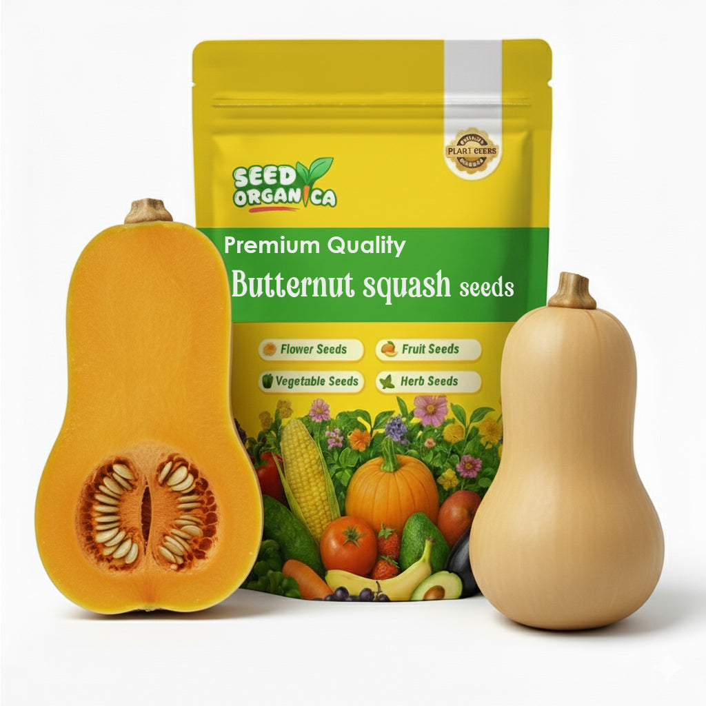 Butternut Squash Seeds – Waltham
