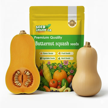 Butternut Squash Seeds – Waltham
