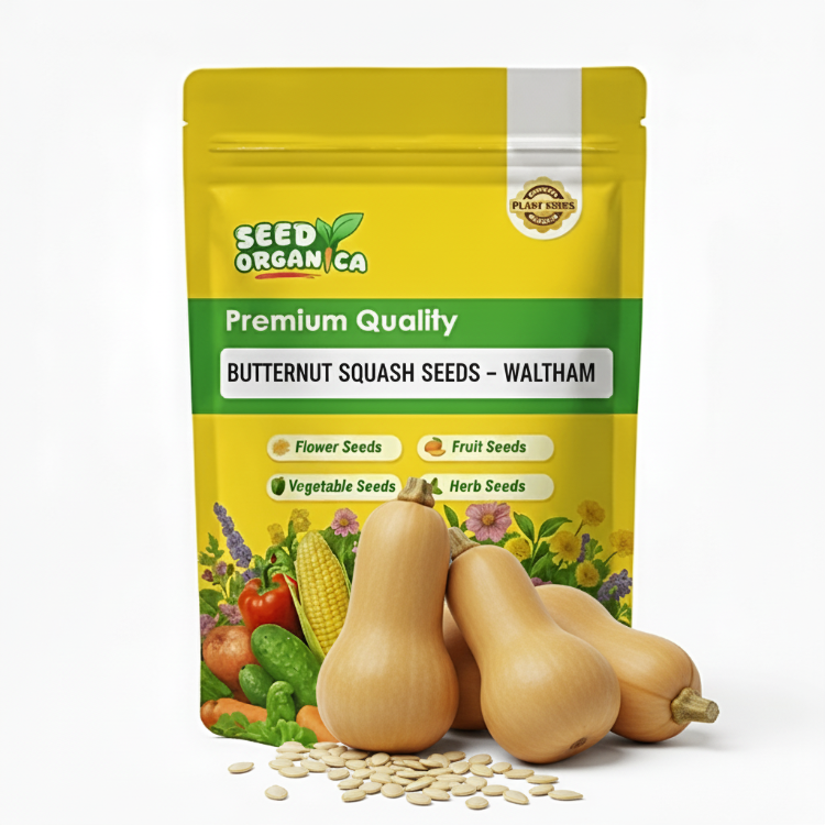 Butternut Squash Seeds – Waltham