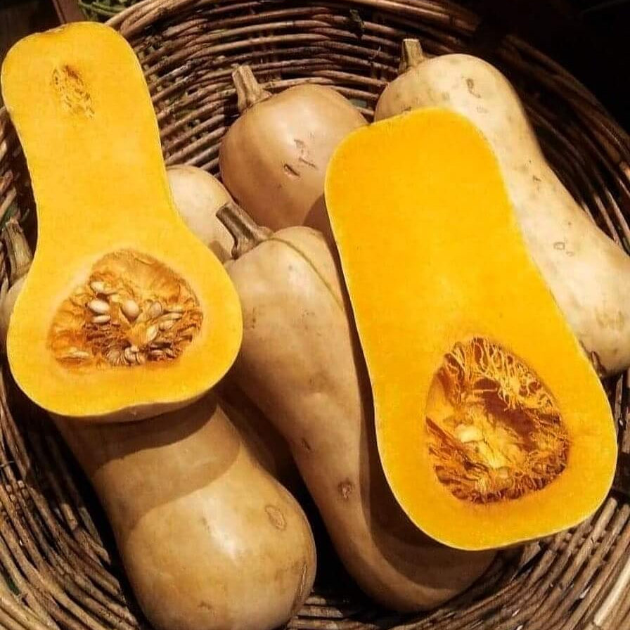 Butternut Squash Seeds – Yellow