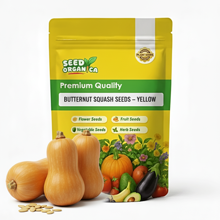 Butternut Squash Seeds – Yellow