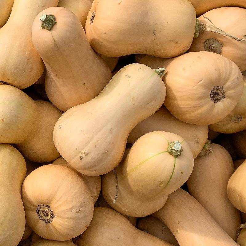 Butternut Squash Seeds – Waltham
