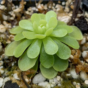 Butterwort Seeds
