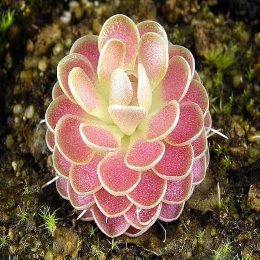 Butterwort Seeds – Carnivorous
