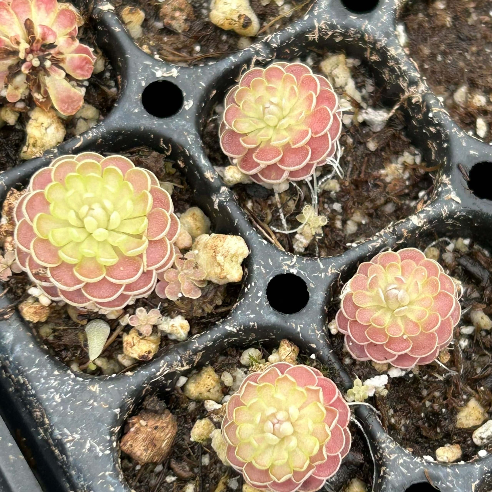 Butterwort Seeds – Carnivorous
