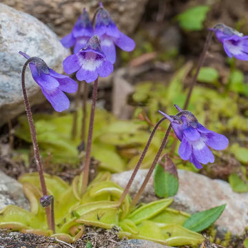 Butterwort Seeds – Common
