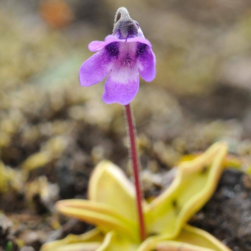 Butterwort Seeds – Common
