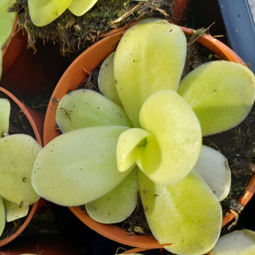 Butterwort Seeds – Giant
