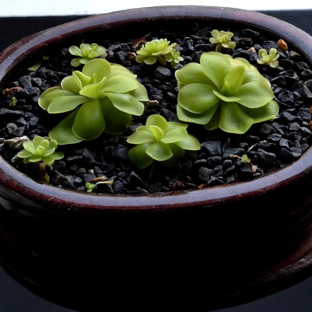 Butterwort Seeds – Mexican
