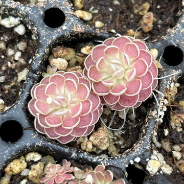 Butterwort Seeds – Carnivorous
