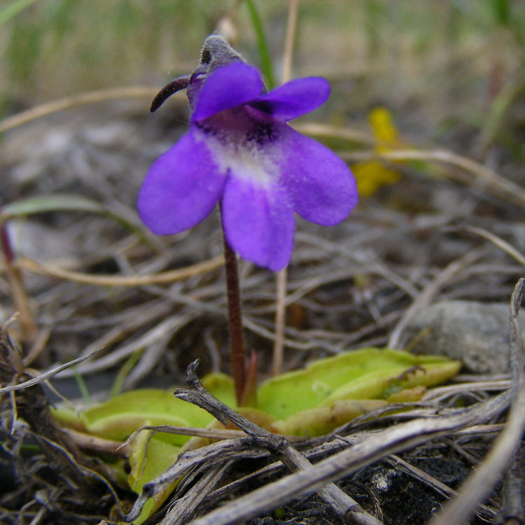Butterwort Seeds – Common
