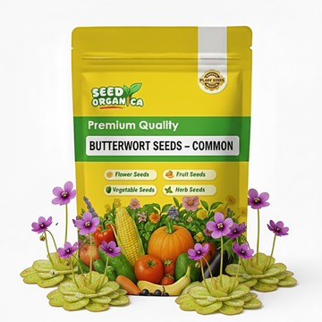 Butterwort Seeds – Common