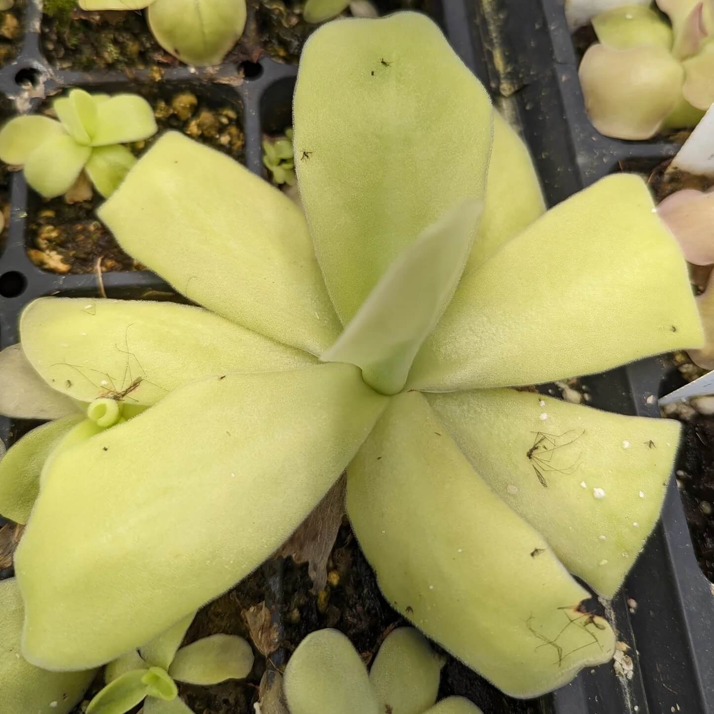 Butterwort Seeds – Giant
