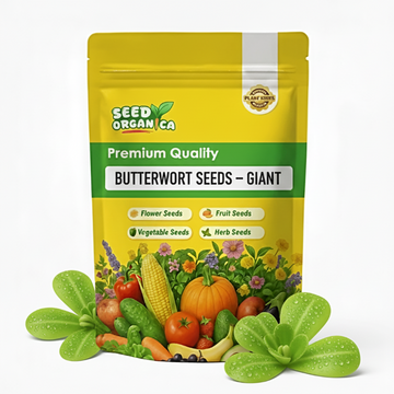 Butterwort Seeds – Giant