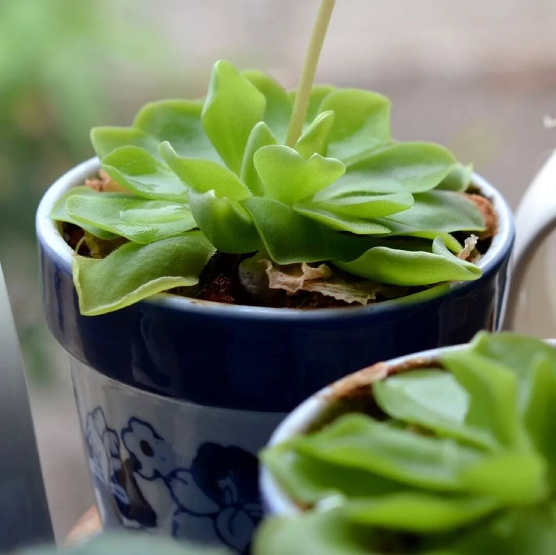 Butterwort Seeds – Mexican
