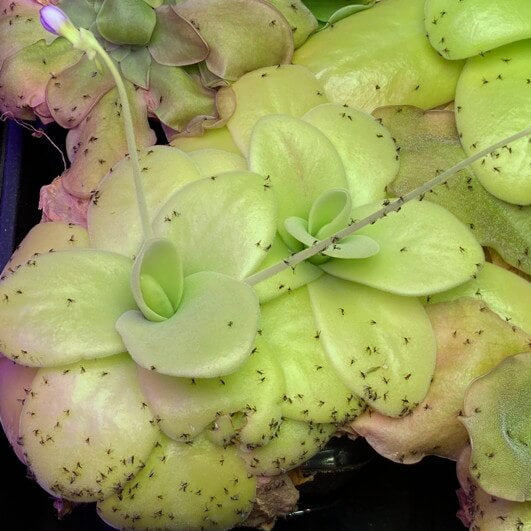 Butterworth Seeds - Flower Plant for Home Gardens