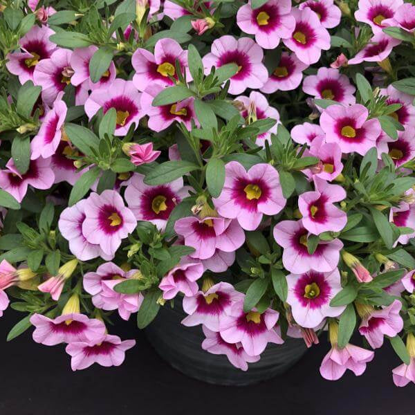 Cabaret Series Seeds - Flower Plant