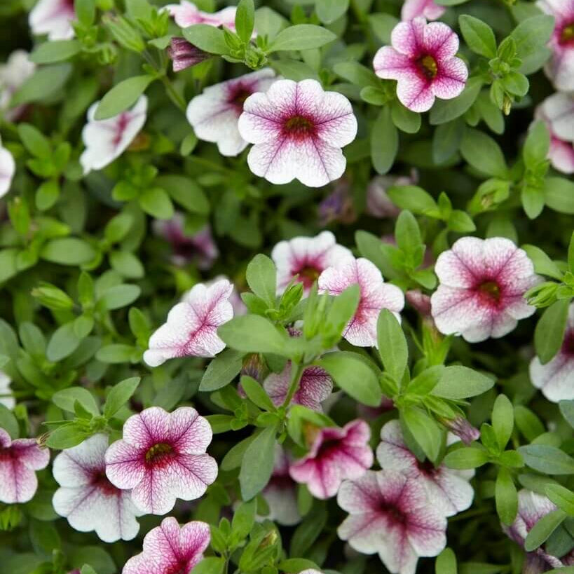 Cabaret Series Seeds - Flower Plant
