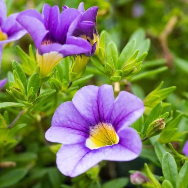 Cabaret Series Seeds - Flower Plant